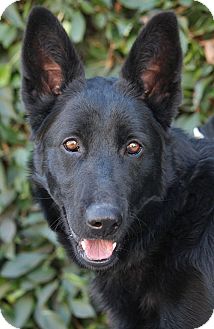 German Shepherd Dog Mix Dog for Sale in Los Angeles, California - Rio von Rerik German Shepherd Dog Mix Dog for Sale in Los Angeles, California - Rio von Rerik