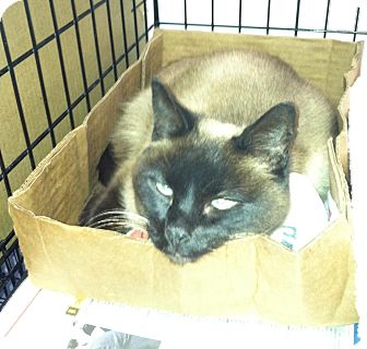 Siamese Cat for Sale in whitestone, New York - Twila Siamese Cat for Sale in whitestone, New York - Twila