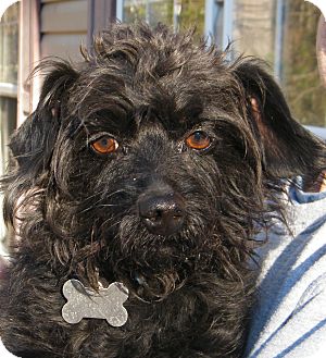 Brussels Griffon/Terrier (Unknown Type, Small) Mix Dog for Sale in Anywhere, Connecticut - Lil Man Brussels Griffon/Terrier (Unknown Type, Small) Mix Dog for Sale in Anywhere, Connecticut - Lil Man