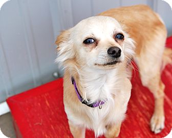 Chihuahua Mix Dog for Sale in Meridian, Idaho - Burke Chihuahua Mix Dog for Sale in Meridian, Idaho - Burke