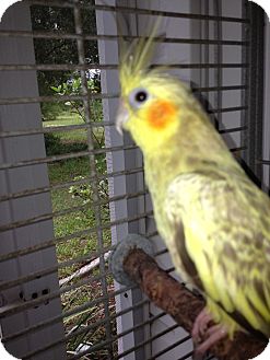 Cockatiel for Sale in Punta Gorda, Florida - Sunshine Cockatiel for Sale in Punta Gorda, Florida - Sunshine
