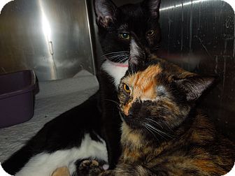 Domestic Shorthair Cat for Sale in Medina, Ohio - Cassie Domestic Shorthair Cat for Sale in Medina, Ohio - Cassie
