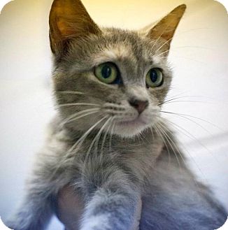 American Shorthair Cat for Sale in Petersburg, Virginia - Kelly & Alley American Shorthair Cat for Sale in Petersburg, Virginia - Kelly & Alley