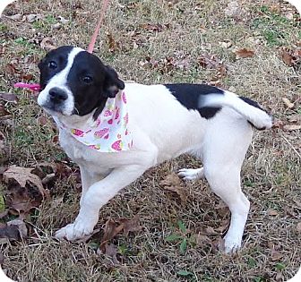 Border Collie/Beagle Mix Puppy for Sale in Allentown, Pennsylvania - Gloria ($50 off) Border Collie/Beagle Mix Puppy for Sale in Allentown, Pennsylvania - Gloria ($50 off)