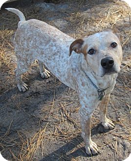 Catahoula Leopard Dog Mix Dog for Sale in Forked River, New Jersey - Daisy Catahoula Leopard Dog Mix Dog for Sale in Forked River, New Jersey - Daisy