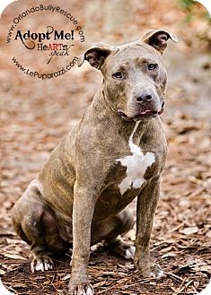 American Pit Bull Terrier Mix Dog for Sale in Orlando, Florida - Tinkerbell American Pit Bull Terrier Mix Dog for Sale in Orlando, Florida - Tinkerbell