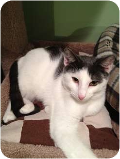 Domestic Shorthair Cat for Sale in East Hanover, New Jersey - Hickory Domestic Shorthair Cat for Sale in East Hanover, New Jersey - Hickory