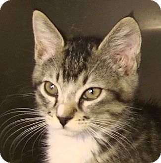 Domestic Shorthair Kitten for Sale in El Cajon, California - Jonny Domestic Shorthair Kitten for Sale in El Cajon, California - Jonny