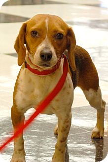 Beagle Mix Dog for Sale in London, Kentucky - Ellie Beagle Mix Dog for Sale in London, Kentucky - Ellie