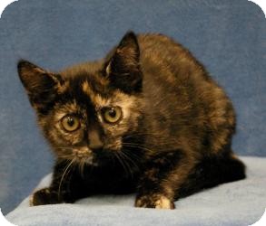 Domestic Shorthair Cat for Sale in Sacramento, California - Katie Domestic Shorthair Cat for Sale in Sacramento, California - Katie