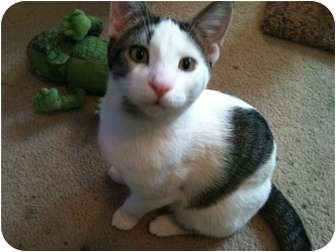 Domestic Shorthair Cat for Sale in Sterling Hgts, Michigan - Terry Domestic Shorthair Cat for Sale in Sterling Hgts, Michigan - Terry