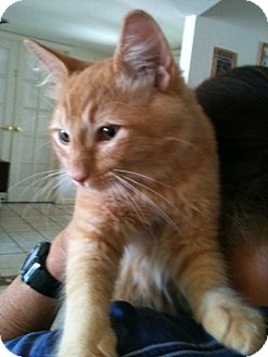 Maine Coon Cat for Sale in Phoenix, Arizona - Morris Maine Coon Cat for Sale in Phoenix, Arizona - Morris