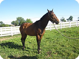 Thoroughbred for Sale in Lexington, Kentucky - Magic Thoroughbred for Sale in Lexington, Kentucky - Magic