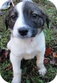 Beagle/Border Collie Mix Puppy for Sale in Hagerstown, Maryland - Johnny Domino Beagle/Border Collie Mix Puppy for Sale in Hagerstown, Maryland - Johnny Domino