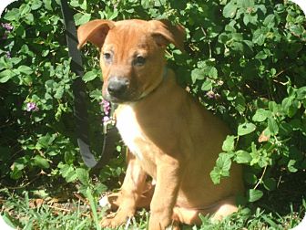 Labrador Retriever/Golden Retriever Mix Puppy for Sale in hollywood, Florida - Rosie Labrador Retriever/Golden Retriever Mix Puppy for Sale in hollywood, Florida - Rosie