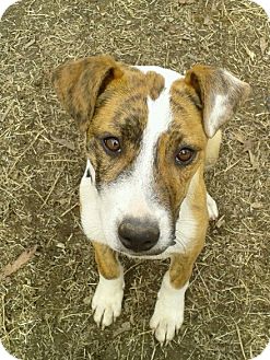 Boxer/Labrador Retriever Mix Puppy for Sale in Glastonbury, Connecticut - Ellie-PottyTrained~LovesCats Boxer/Labrador Retriever Mix Puppy for Sale in Glastonbury, Connecticut - Ellie-PottyTrained~LovesCats