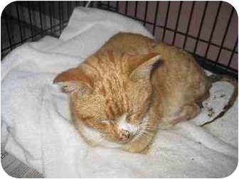 Domestic Shorthair Cat for Sale in Lethbridge, Alberta - Flame Domestic Shorthair Cat for Sale in Lethbridge, Alberta - Flame