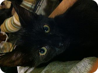 Domestic Shorthair Kitten for Sale in Pittstown, New Jersey - Liza Domestic Shorthair Kitten for Sale in Pittstown, New Jersey - Liza