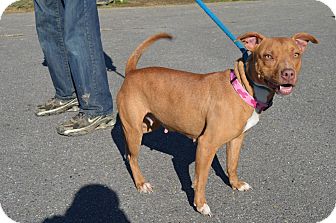 American Pit Bull Terrier/Boxer Mix Dog for Sale in New cumberland, West Virginia - Mae American Pit Bull Terrier/Boxer Mix Dog for Sale in New cumberland, West Virginia - Mae
