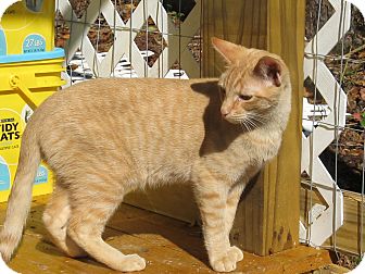 Domestic Shorthair Cat for Sale in Bedford, Virginia - Emmanuel Domestic Shorthair Cat for Sale in Bedford, Virginia - Emmanuel