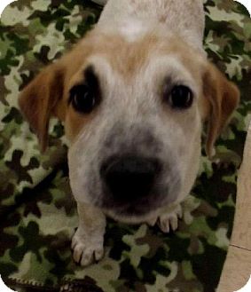 Australian Cattle Dog Mix Puppy for Sale in Silsbee TX, Texas - Caleb Australian Cattle Dog Mix Puppy for Sale in Silsbee TX, Texas - Caleb