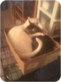American Shorthair Cat for Sale in Little Rock, Arkansas - Zip American Shorthair Cat for Sale in Little Rock, Arkansas - Zip