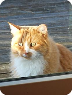Domestic Shorthair Cat for Sale in Salem, New Hampshire - Darin Domestic Shorthair Cat for Sale in Salem, New Hampshire - Darin