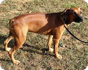 German Pinscher Mix Dog for Sale in Washington, D.C. - Red German Pinscher Mix Dog for Sale in Washington, D.C. - Red