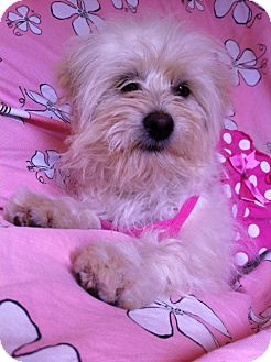 Maltese/Poodle (Miniature) Mix Puppy for Sale in Irvine, California - Gorgeous SASHA Maltese/Poodle (Miniature) Mix Puppy for Sale in Irvine, California - Gorgeous SASHA