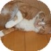 Domestic Shorthair Cat for Sale in Vancouver, British Columbia - Rupert Domestic Shorthair Cat for Sale in Vancouver, British Columbia - Rupert