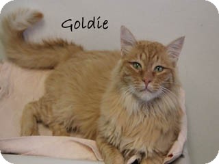 Domestic Mediumhair Cat for Sale in Hamilton, Montana - Goldie Domestic Mediumhair Cat for Sale in Hamilton, Montana - Goldie