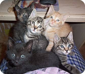 Domestic Shorthair Kitten for Sale in Westfield, Massachusetts - KITTENS! (Misc. color/gender) Domestic Shorthair Kitten for Sale in Westfield, Massachusetts - KITTENS! (Misc. color/gender)