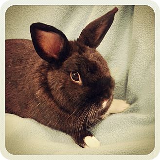 Dwarf Mix for Sale in Williston, Florida - Bootz Dwarf Mix for Sale in Williston, Florida - Bootz