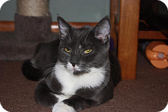 Domestic Shorthair Cat for Sale in Little Falls, New Jersey - Brutus (LE) Domestic Shorthair Cat for Sale in Little Falls, New Jersey - Brutus (LE)