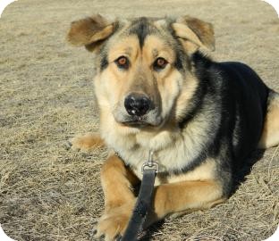 Shepherd (Unknown Type)/Siberian Husky Mix Dog for Sale in Cheyenne, Wyoming - Chief Shepherd (Unknown Type)/Siberian Husky Mix Dog for Sale in Cheyenne, Wyoming - Chief