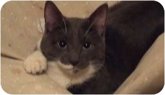 Russian Blue Kitten for Sale in Berkeley Hts, New Jersey - Mario Russian Blue Kitten for Sale in Berkeley Hts, New Jersey - Mario
