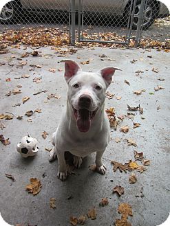 German Shepherd Dog/American Staffordshire Terrier Mix Dog for Sale in Southbury, Connecticut - Casper German Shepherd Dog/American Staffordshire Terrier Mix Dog for Sale in Southbury, Connecticut - Casper