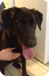 Labrador Retriever Mix Dog for Sale in Huntsville, Alabama - Luci Labrador Retriever Mix Dog for Sale in Huntsville, Alabama - Luci