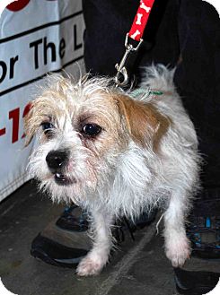 Terrier (Unknown Type, Small) Mix Puppy for Sale in Loudonville, New York - Emily Terrier (Unknown Type, Small) Mix Puppy for Sale in Loudonville, New York - Emily