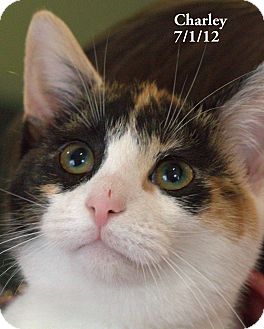 Domestic Shorthair Kitten for Sale in Gaithersburg, Maryland - Charley Domestic Shorthair Kitten for Sale in Gaithersburg, Maryland - Charley