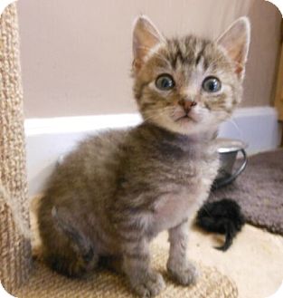 Domestic Shorthair Kitten for Sale in Sterling, Virginia - Elvis Domestic Shorthair Kitten for Sale in Sterling, Virginia - Elvis