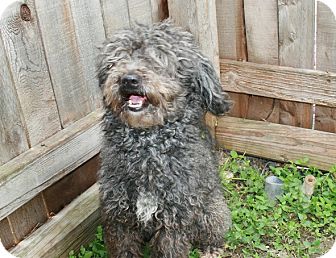 Poodle (Miniature) Mix Dog for Sale in san antonio, Texas - Shooter Poodle (Miniature) Mix Dog for Sale in san antonio, Texas - Shooter