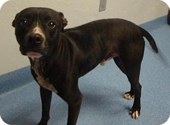 Pit Bull Terrier Mix Dog for Sale in Gainesville, Florida - Berlin Pit Bull Terrier Mix Dog for Sale in Gainesville, Florida - Berlin