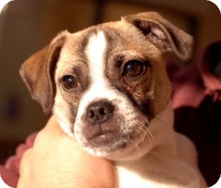 Fox Terrier (Smooth)/Pug Mix Puppy for Sale in Kettering, Ohio - Taz Fox Terrier (Smooth)/Pug Mix Puppy for Sale in Kettering, Ohio - Taz