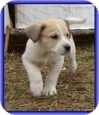 Beagle/Bearded Collie Mix Puppy for Sale in Allentown, Pennsylvania - Larry Beagle/Bearded Collie Mix Puppy for Sale in Allentown, Pennsylvania - Larry