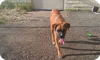 Boxer/Tibetan Spaniel Mix Dog for Sale in Scottsdale, Arizona - Rufus Boxer/Tibetan Spaniel Mix Dog for Sale in Scottsdale, Arizona - Rufus