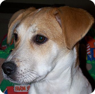 Beagle Mix Puppy for Sale in Sussex, New Jersey - Mindy $75.00 off adopt fee Beagle Mix Puppy for Sale in Sussex, New Jersey - Mindy $75.00 off adopt fee