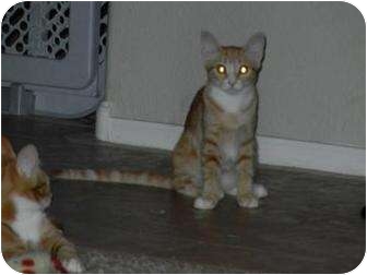 Domestic Shorthair Cat for Sale in Mesa, Arizona - Bailey Domestic Shorthair Cat for Sale in Mesa, Arizona - Bailey