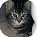 Domestic Shorthair Kitten for Sale in Vancouver, British Columbia - Sedalia Domestic Shorthair Kitten for Sale in Vancouver, British Columbia - Sedalia