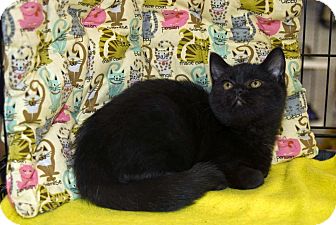 Domestic Longhair Cat for Sale in Elfers, Florida - Gypsy Domestic Longhair Cat for Sale in Elfers, Florida - Gypsy